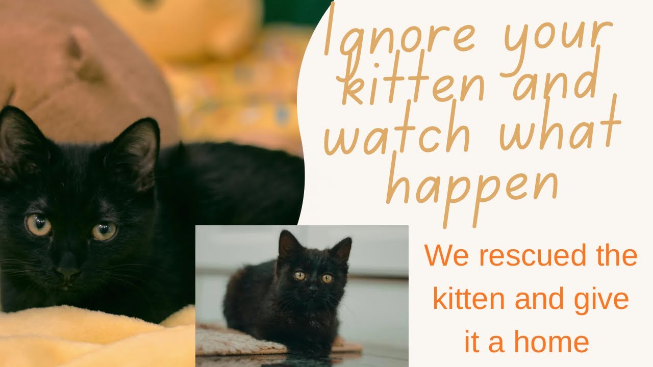 When you ignore your kitten 🐈‍⬛ and watch the reaction.
