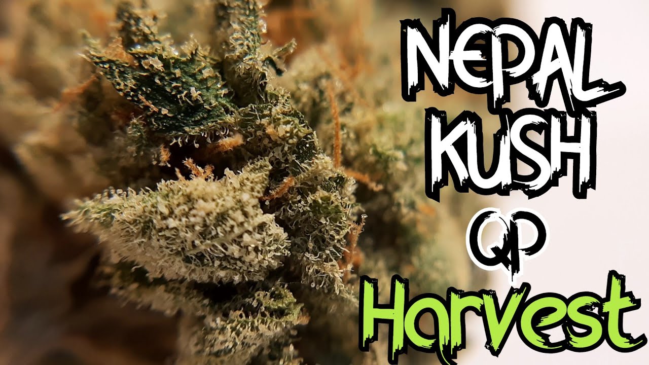 Cannabis Harvest || Nepal kush || Quarter pound Yeild