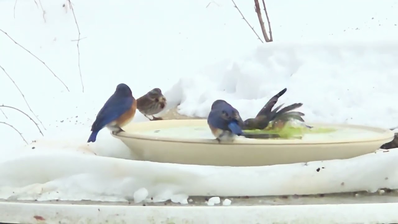 Bluebird in Winter
