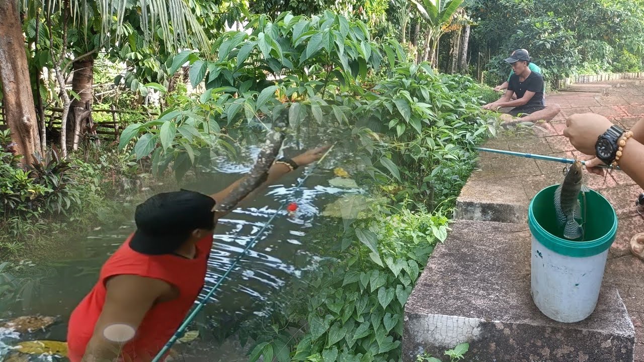 Tilapia at pait pait sa errigation ng palayan