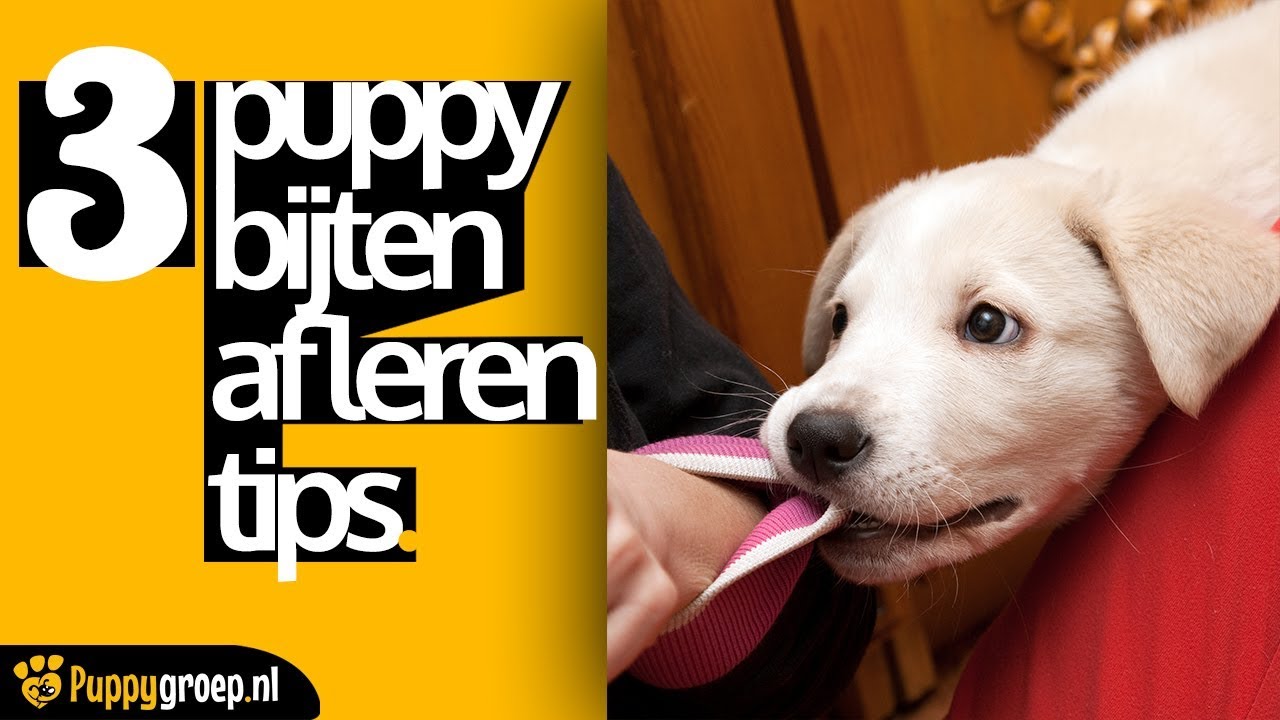 3 Puppy Bijten Afleren Tips voor de Snelste Resultaten (De Nieuwe Methode)