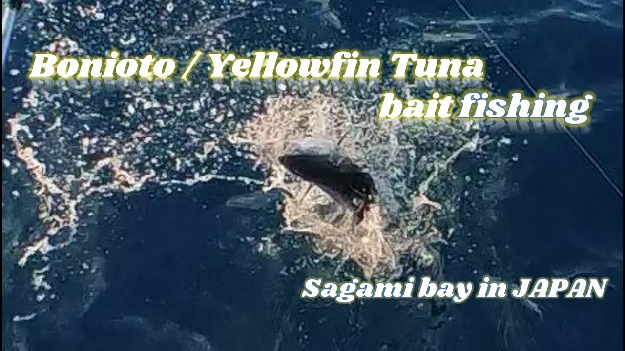 Bonito/Yellowfin tuna,  bait fishing in Sagami bay Japan