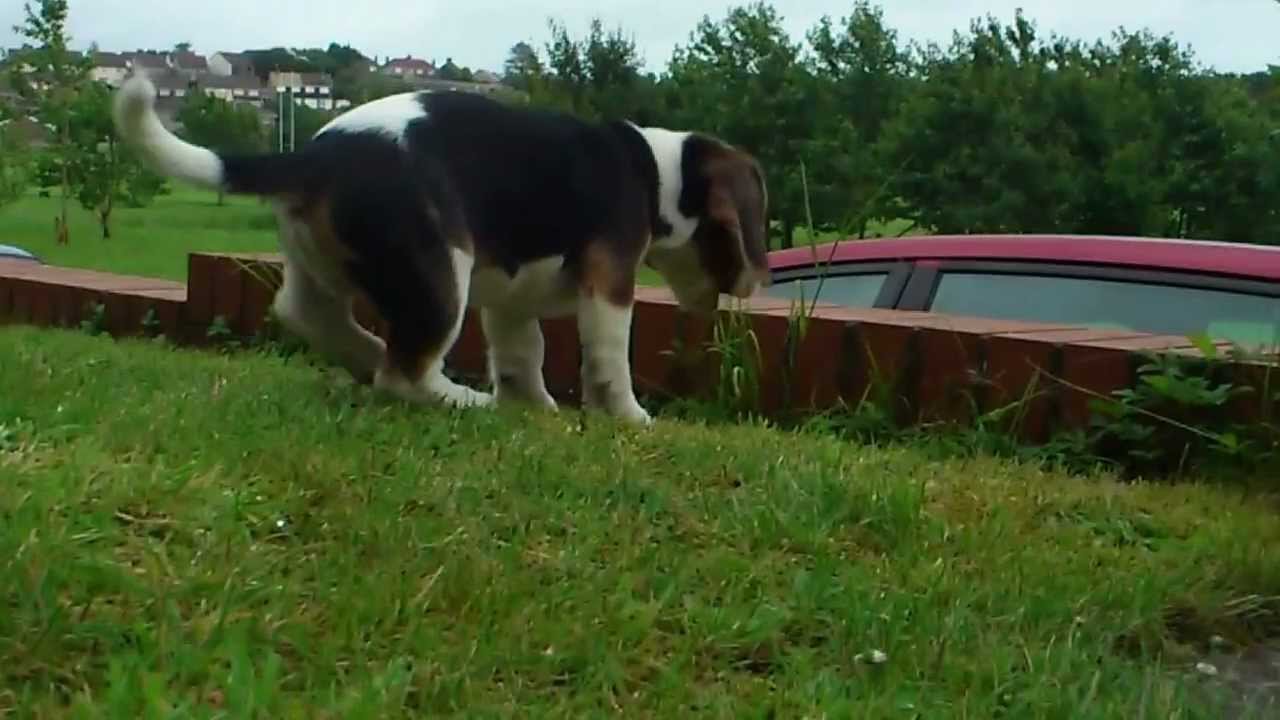 Oliver The Beagle chasing his tail and howling