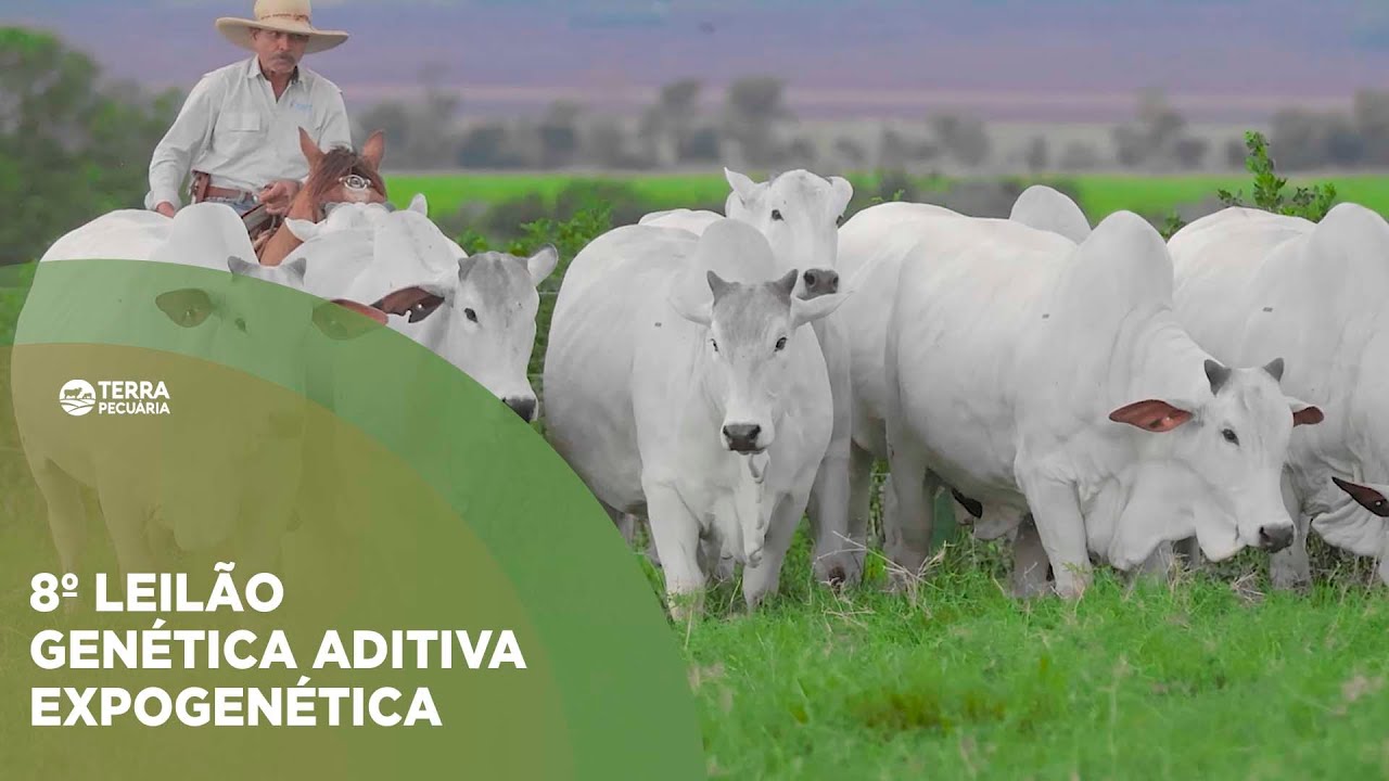 TERRA PECUÁRIA - 8º LEILÃO GENÉTICA ADITIVA EXPOGENÉTICA