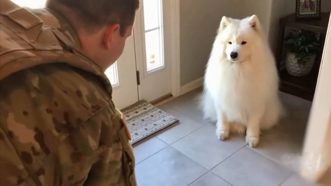 what happens when a dog sees its dad come home?