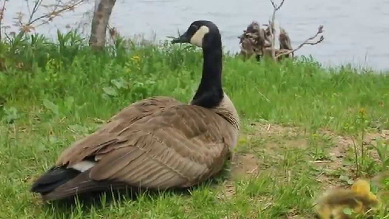 Hissing Mother Goose and Baby Canada Geese