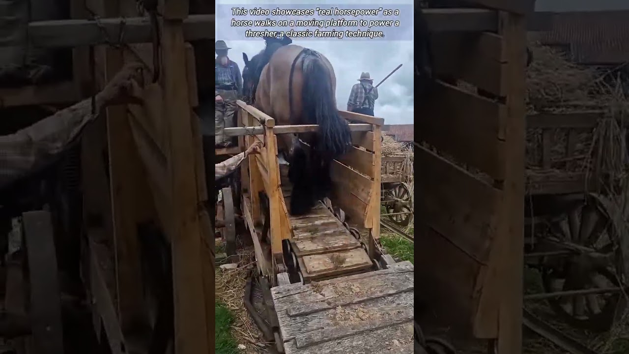 Настоящая лошадиная сила: обмолот урожая.