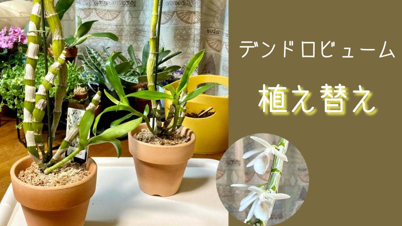 2021年5月11日　デンドロビュームの植え替え　アポロン　水苔と素焼き鉢　メネデール　デンドロ・クレタセウムの花