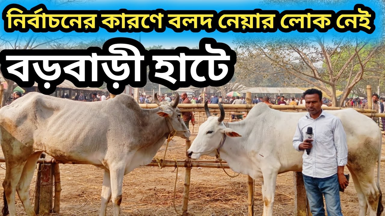 ১১ফেব্রুয়ারি২০২৬| আজ নির্বাচনের কারণে বড়বাড়ী হাটে বলদ নেয়ার লোক নেই ব্যাপারী ভাইয়েরা বলতেছে দেখেন!