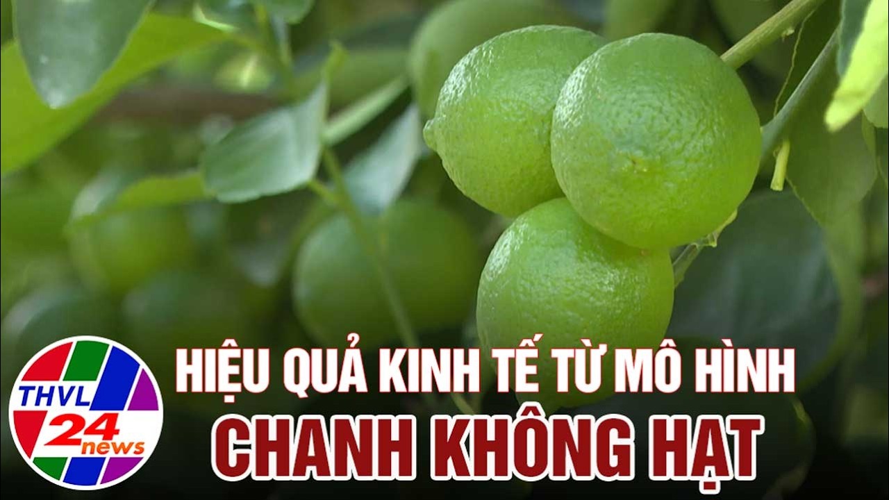 Hiệu quả kinh tế từ mô hình chanh không hạt