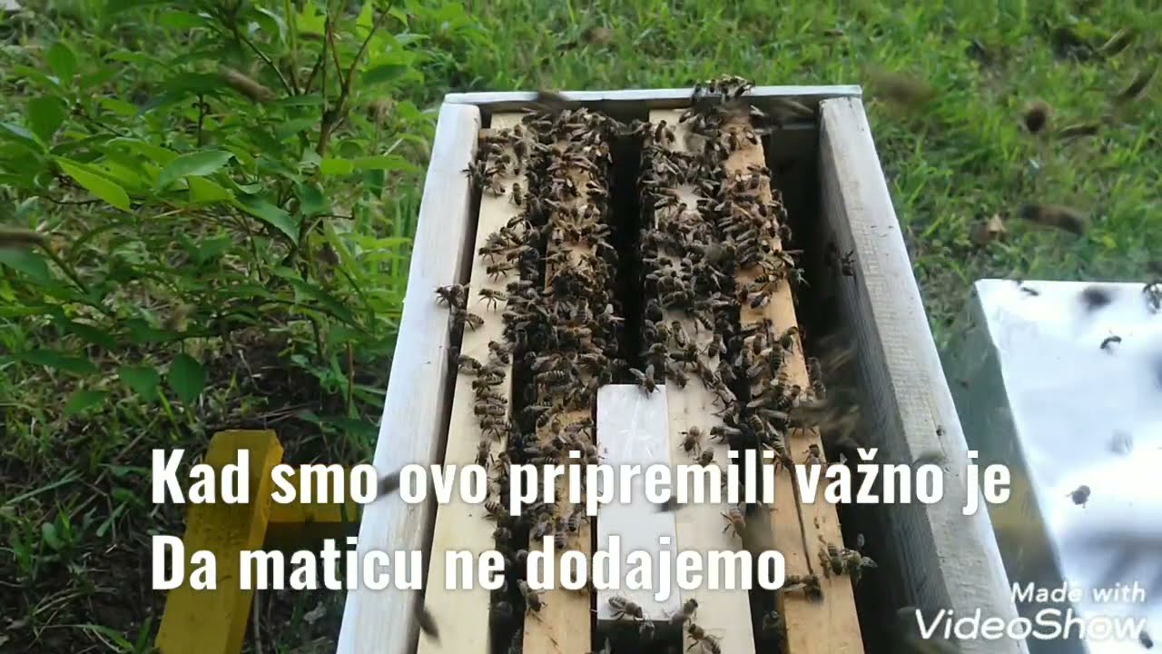 Formiranje vještačkog roja  koji će se brzo razvijati #bee #pčelarstvo