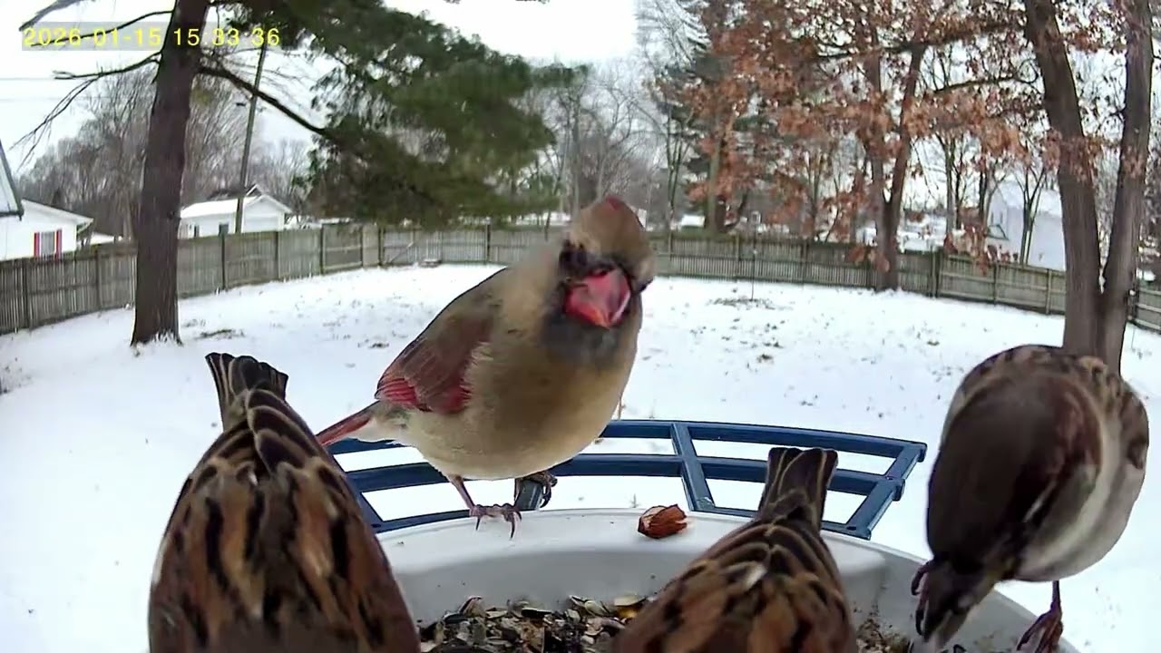 Northern Cardinal and Sparrows share a snack together. 