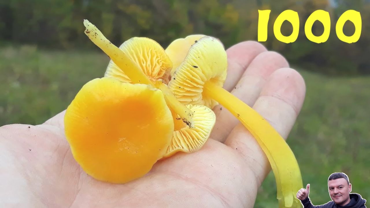 Zlatna Gljiva - Preko 1000 na Livadi - Lat. Hygrocybe chlorophana