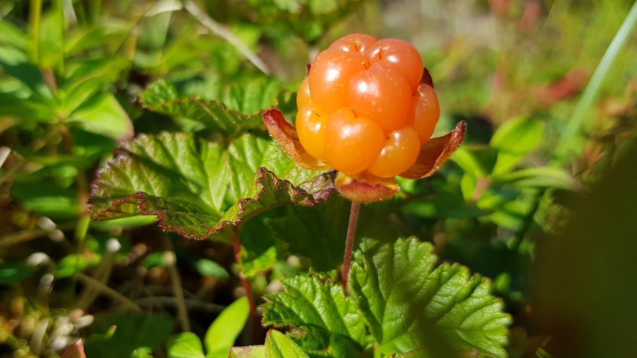 Cloudberry (Rubus chamaemorus) or if in Norway called Molteb&aelig;r