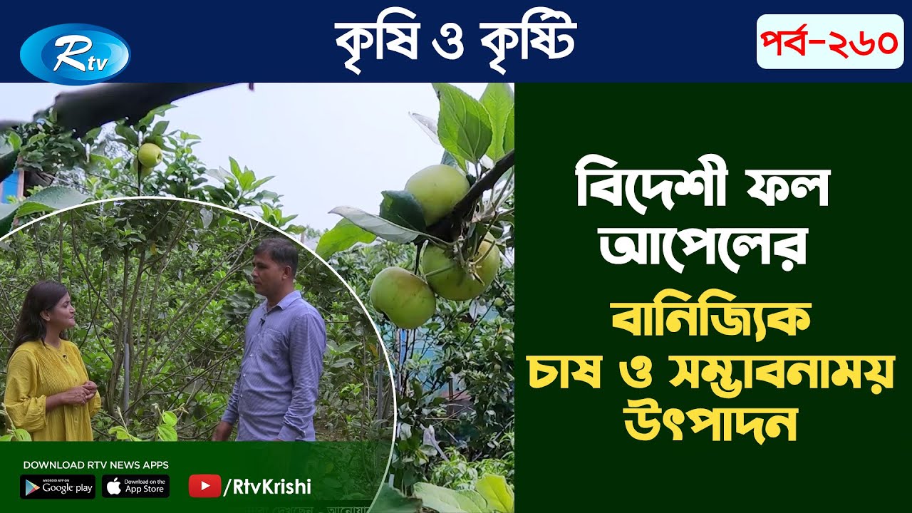 বিদেশী ফল আপেলের বানিজ্যিক চাষ, পরিচর্যা ও সম্ভাবনাময় উৎপাদন | Gazipur Apple Cultivation |RtvKrishi