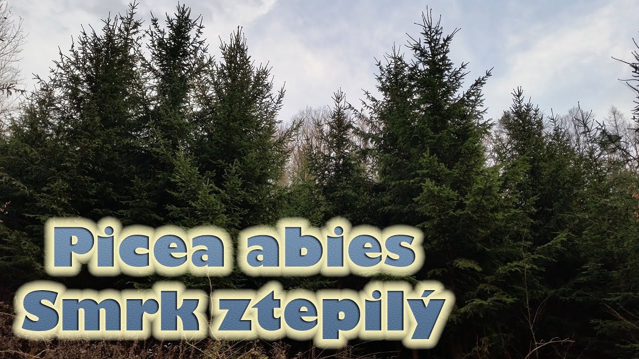 Smrk ztepilý (Picea abies) - o stromu, léčivé účinky