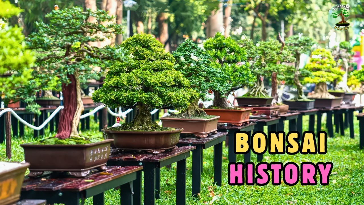 Когда бонсай изменил историю