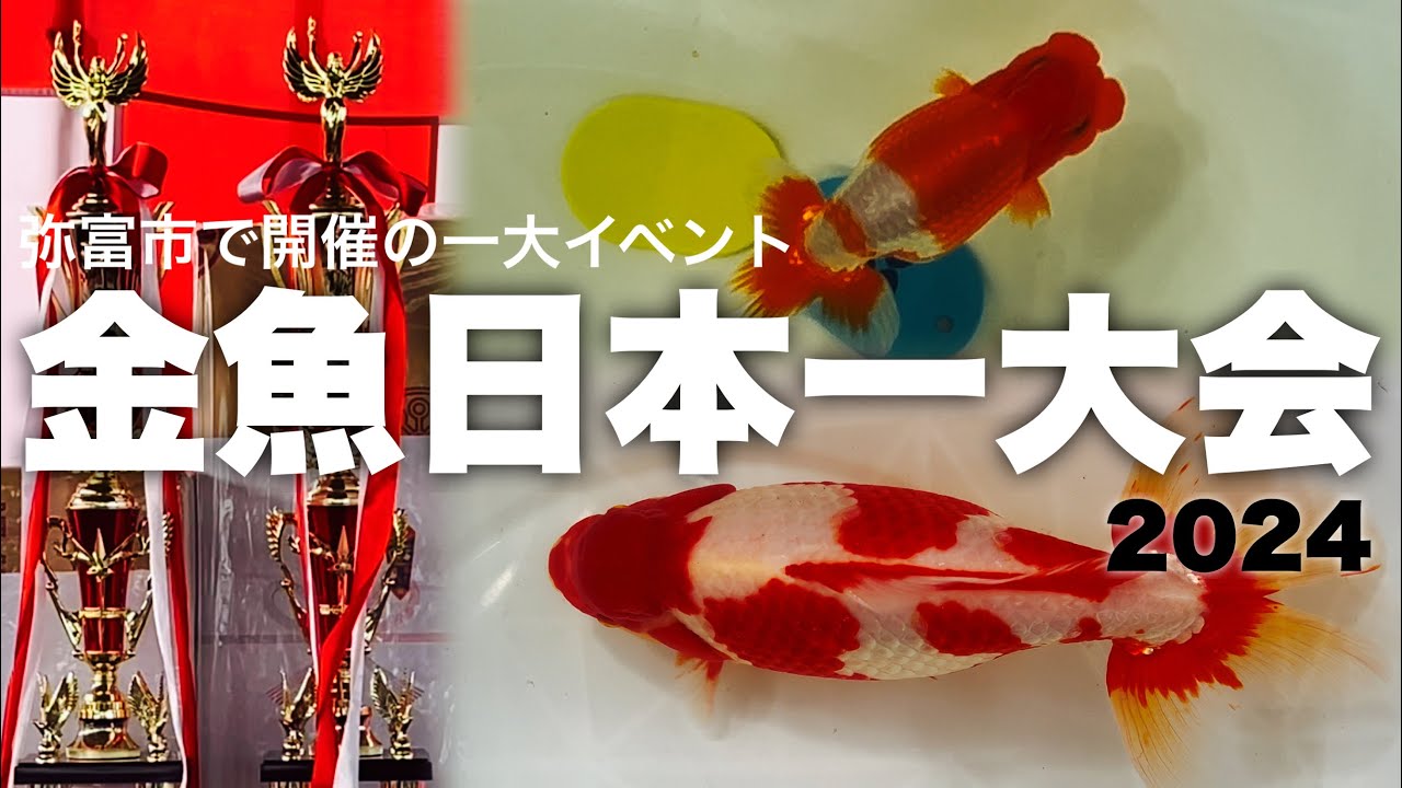 【金魚日本一大会2024】 | 総出品数690匹 | 愛知県弥富市で行われた一大イベント | ​⁠今年の大賞は和金とらんちゅう | 品種別優勝魚を一挙公開 | @ぺぺリア金魚tv - PEPERIA GOLDFISH TV