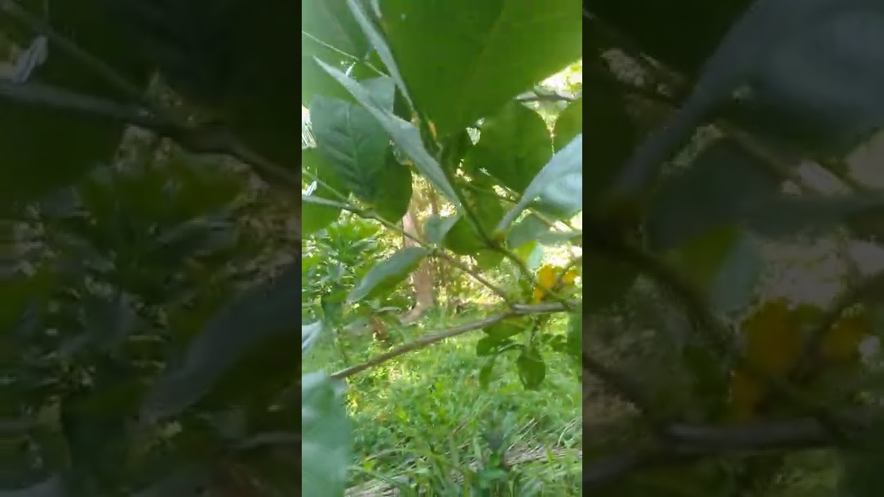 Coffee farming/How to prune coffee tree/Excelsa