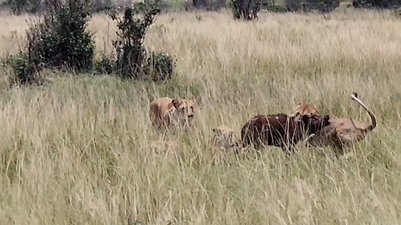 This buffalo calf just won't go down