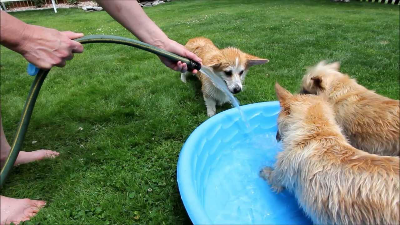 Waffles: Bubble Bath