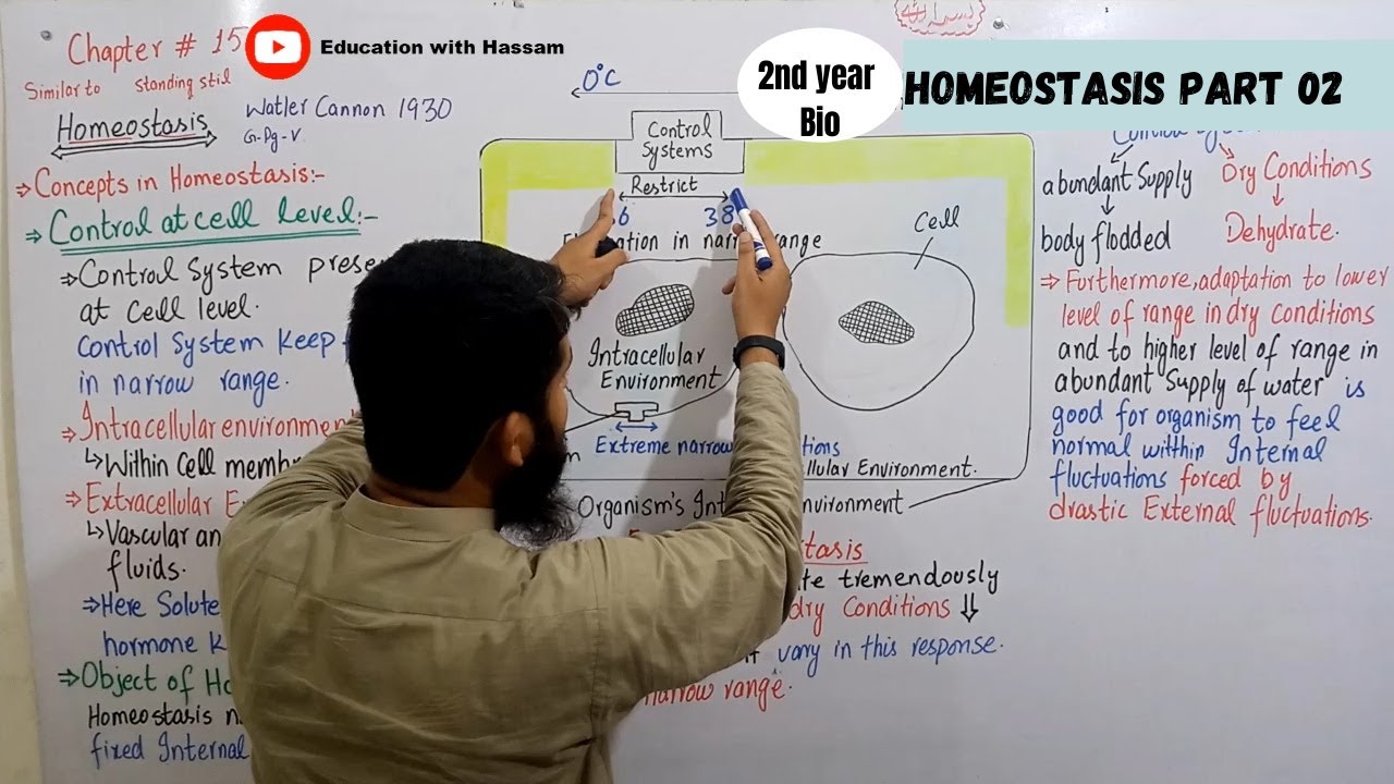 Homeostasis | Concepts in homeostasis | mechanism of homeostasis | Lec part 2 | Class 12