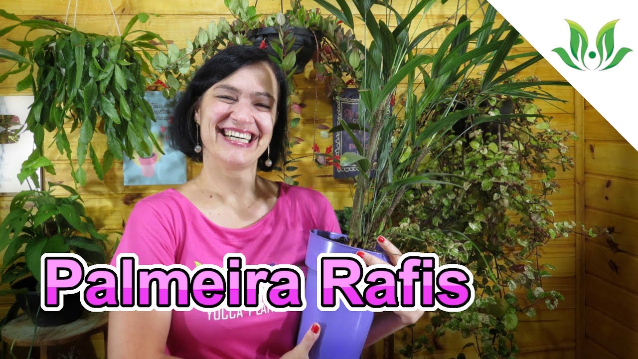 Palmeira Rafis - Rhapis excelsa