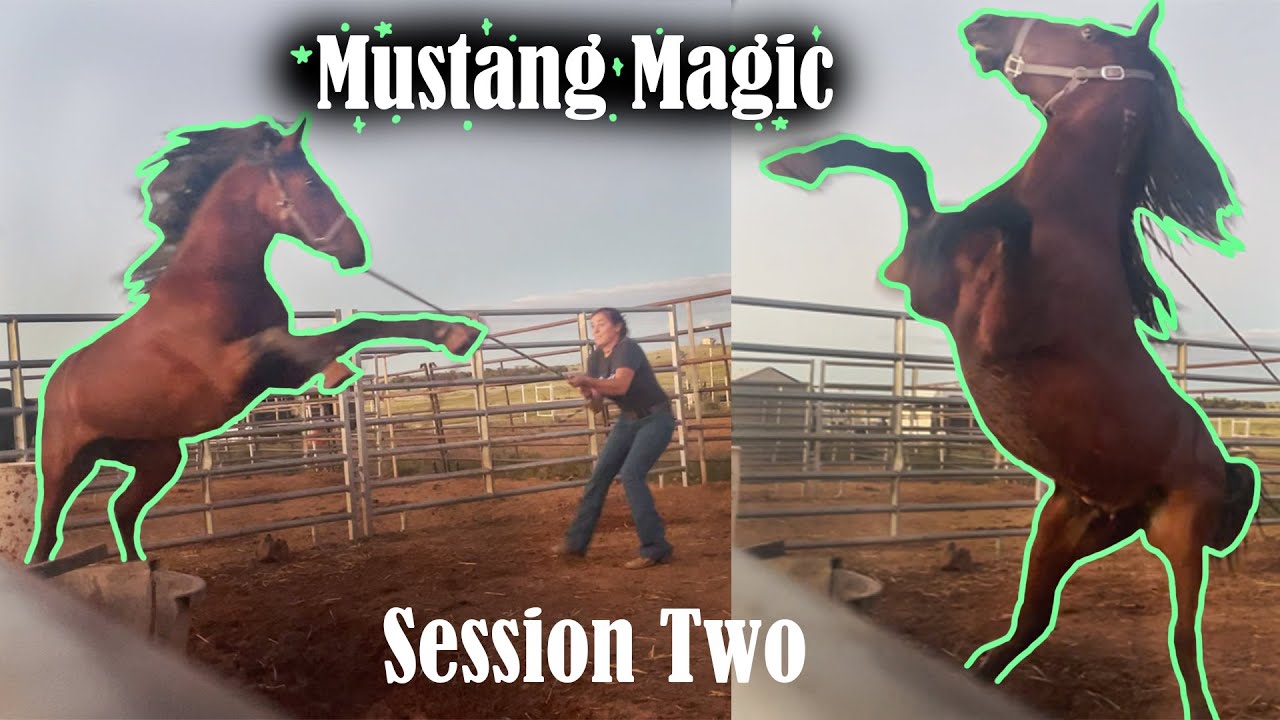 Rope Pressure with a Wild Mustang | Mustang Magic 2023