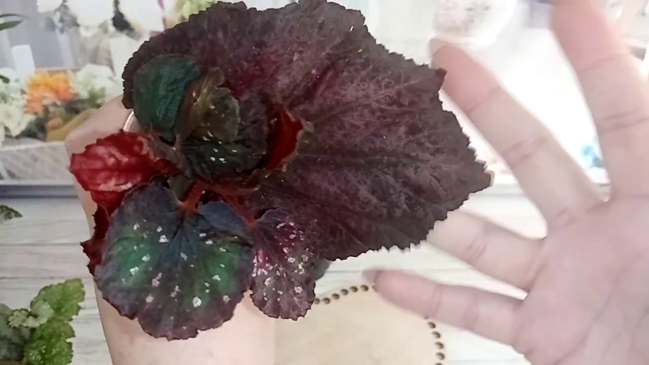 Бегония - любовь моя. 16 серия.