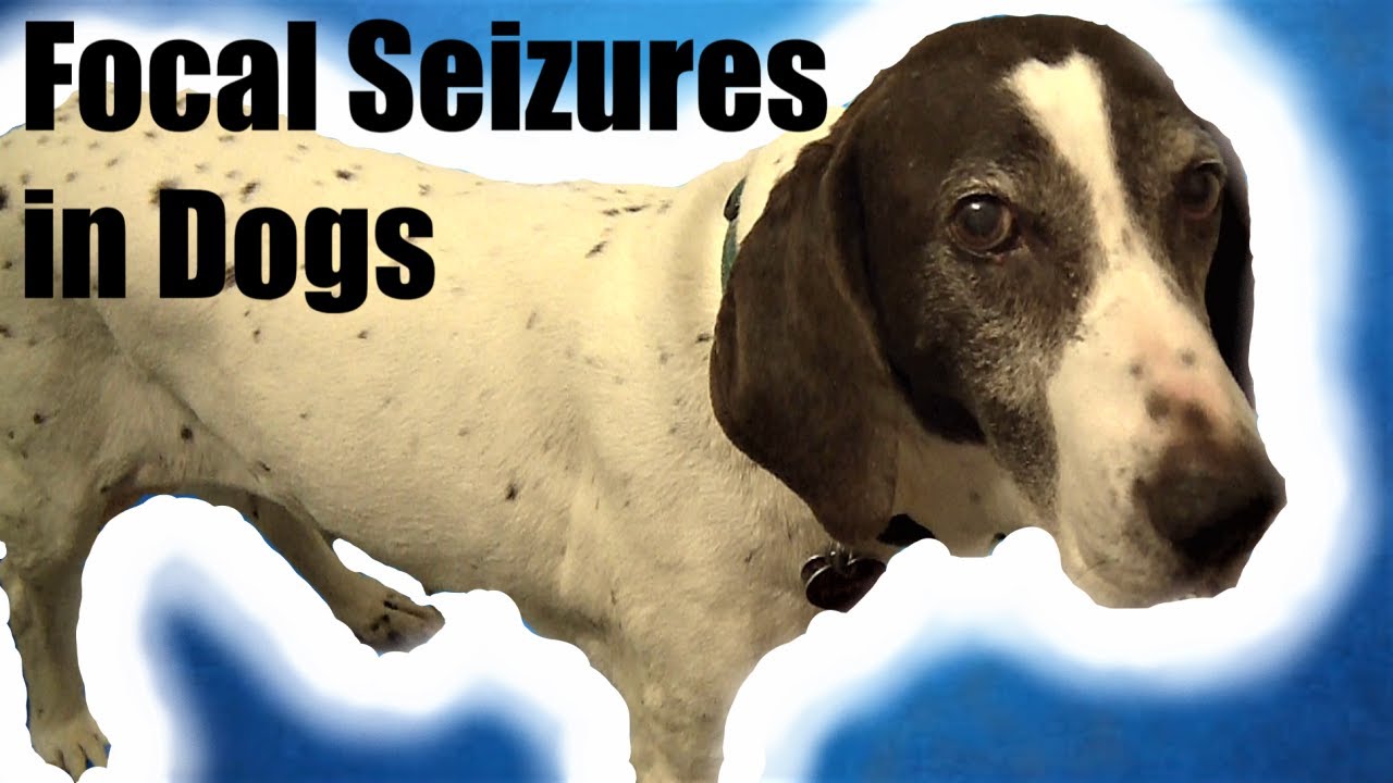How to Spot Canine Focal Seizure Symptoms
