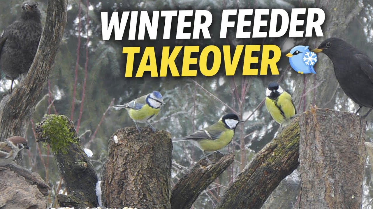 Birds at a Foggy Winter Feeder ❄️🐦 | Tits, Blackbirds & Sparrows