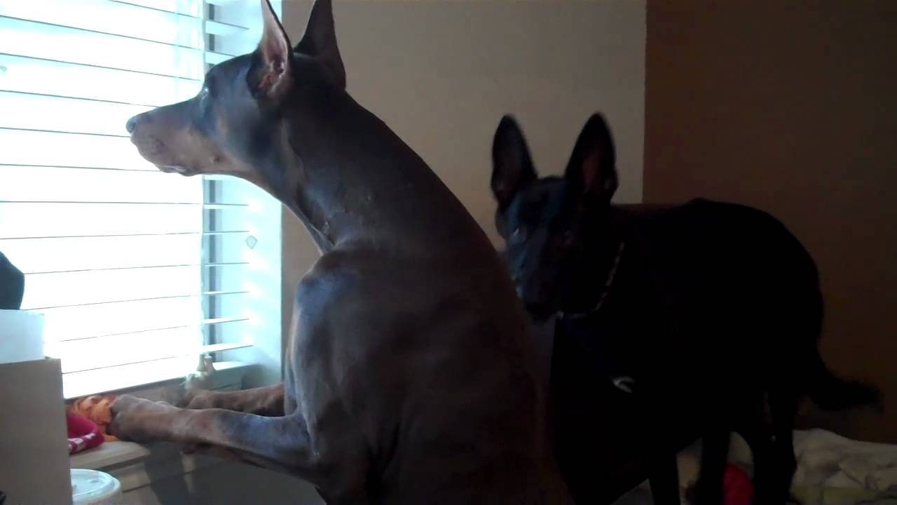 Doberman On Guard