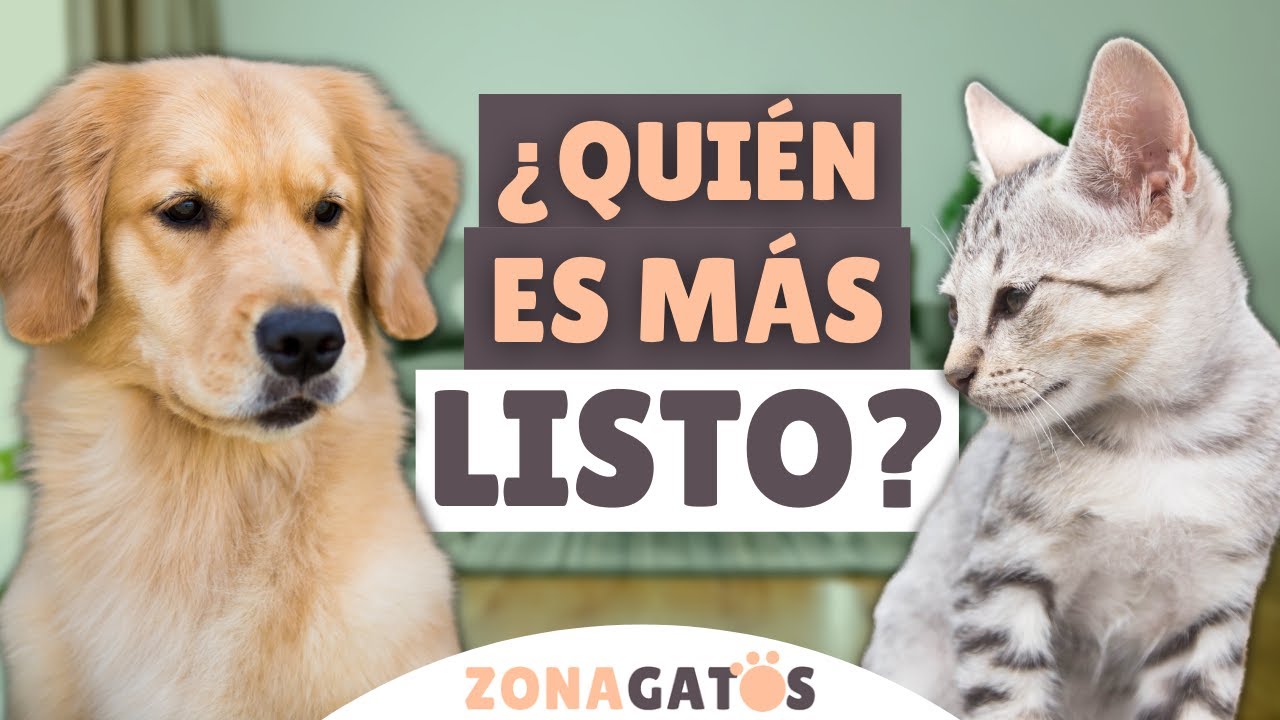 ¿Son los gatos MÁS INTELIGENTES que los perros?