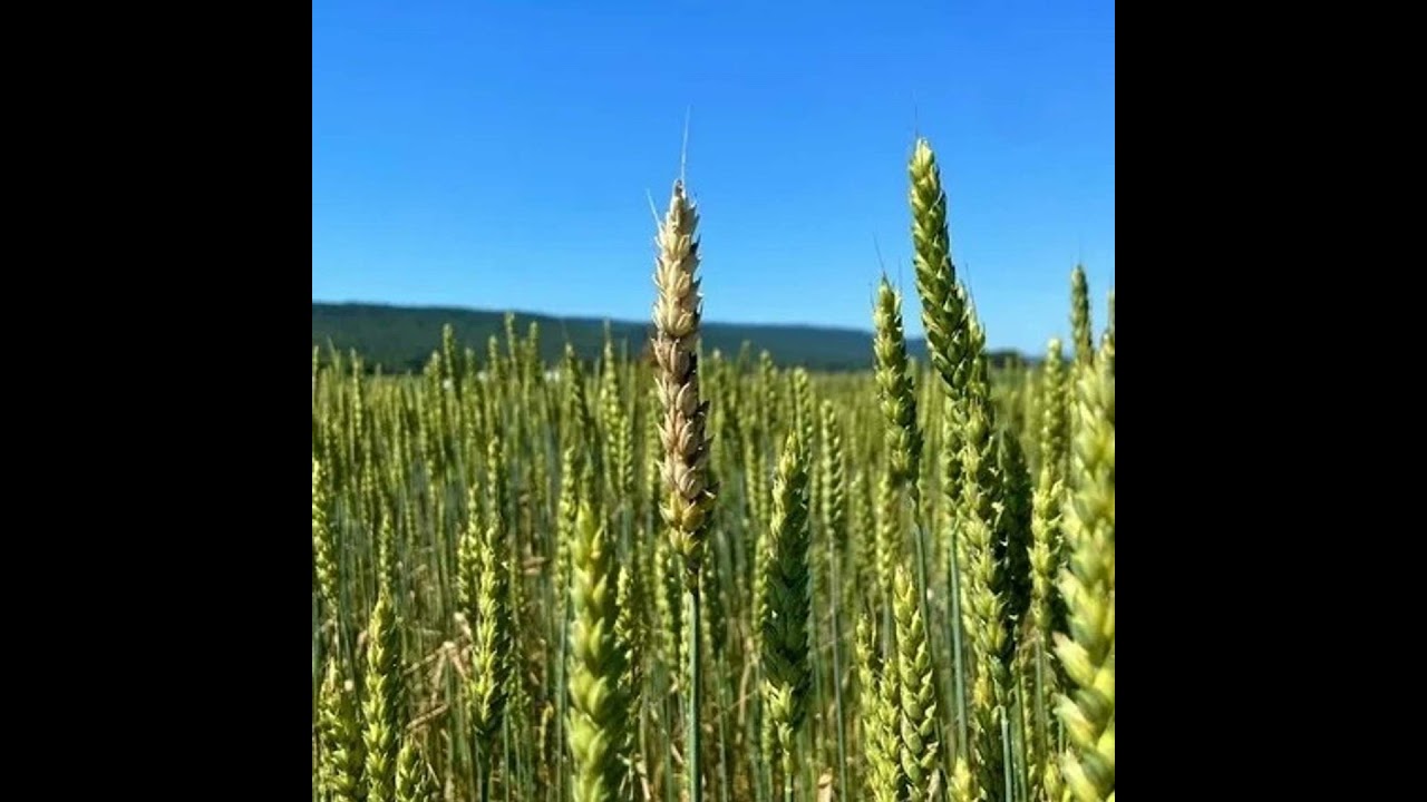 S3E22: Fusarium Head Blight and Other Small Grain Disease