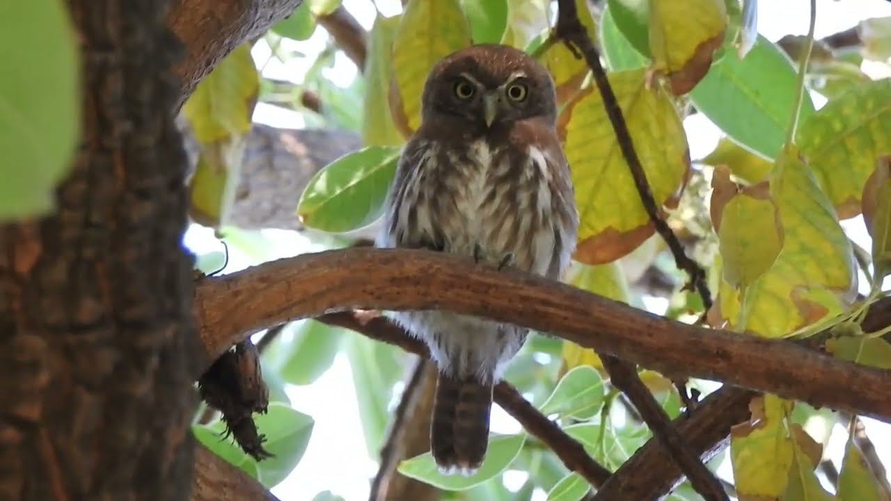 Caburé (Glaucidium brasilianum) - Parque Federal, Santa Fe