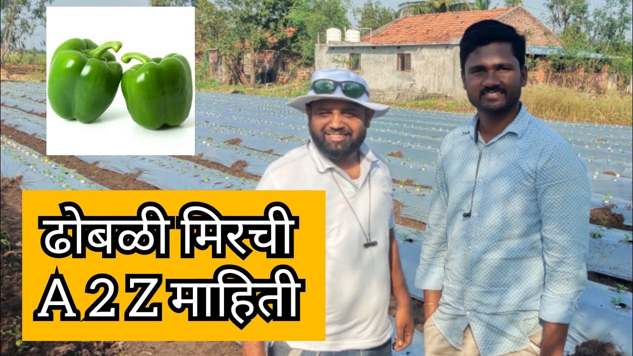 ढोबळी मिरची (सिमला) नियोजन A to Z माहिती