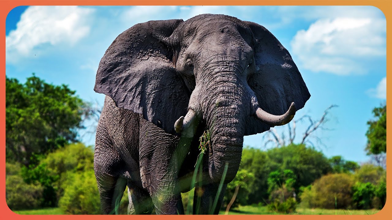 The Elephant That Changed Africa (Wildlife Documentary) | Big Boy | Real Wild