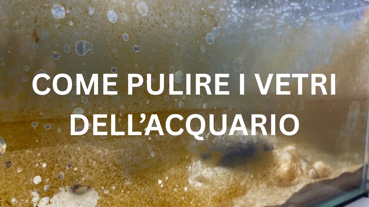 Come pulire i vetri dell’acquario