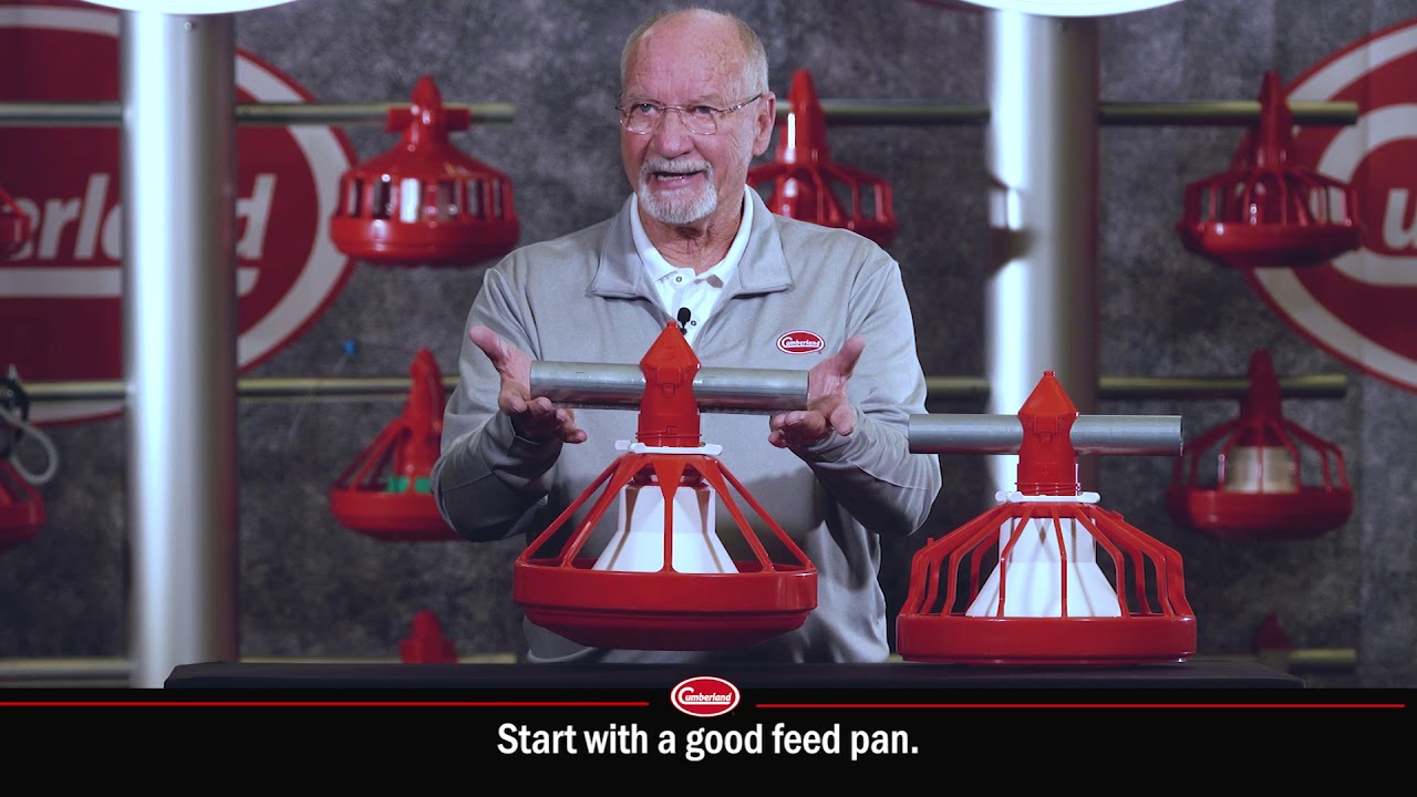 Tips To Optimize Poultry Feed Consumption