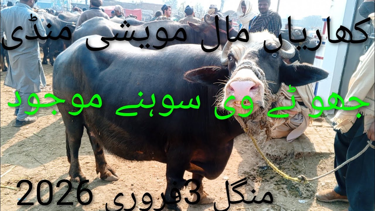کھاریاں مال مویشی منڈی/ منگل3فروری 2026/کھاریاں منڈی /Kharia Mandi /Kharia Mandi /Punjab Mandi /Anim