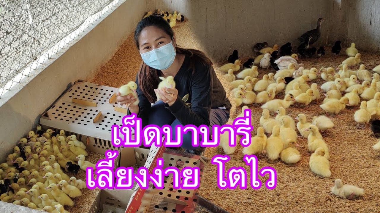ลูกเป็ดบาบารี่ เป็ดเนื้อ เลี้ยงง่าย โตไว จำหน่ายลูกเป็ดราคาถูก