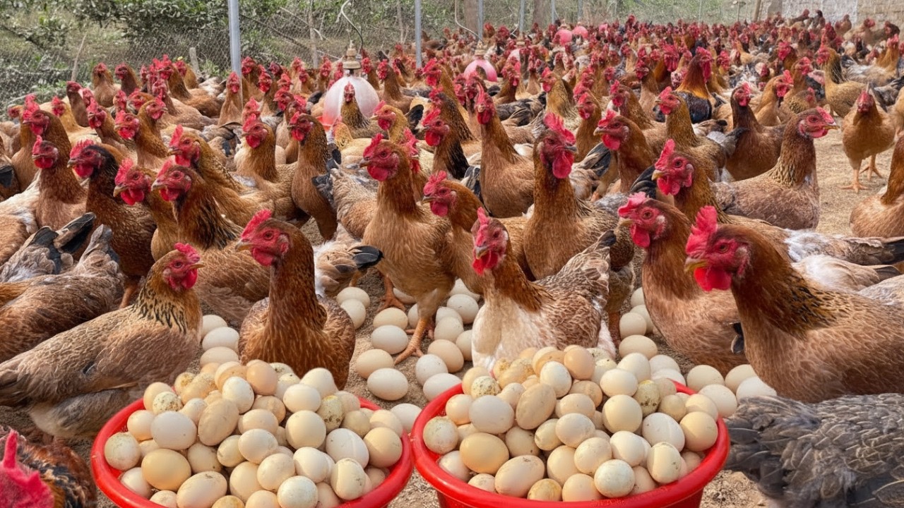 Thousands of Egg Laying Chickens 🐔🥚 | Massive Poultry Farm Production - Egg harvesting.