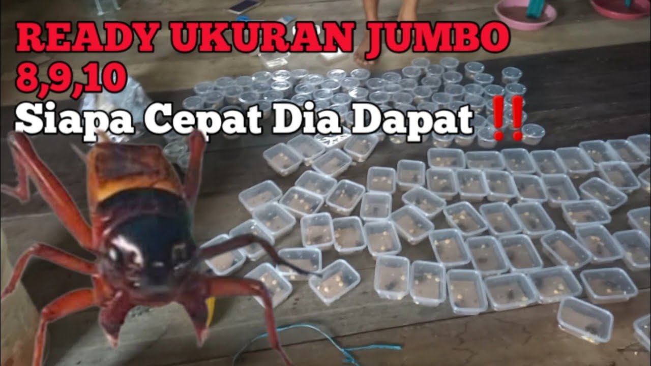 🔴Penjual Jangkrik Aduan Ukuran Jumbo Di Sengkang Wajo