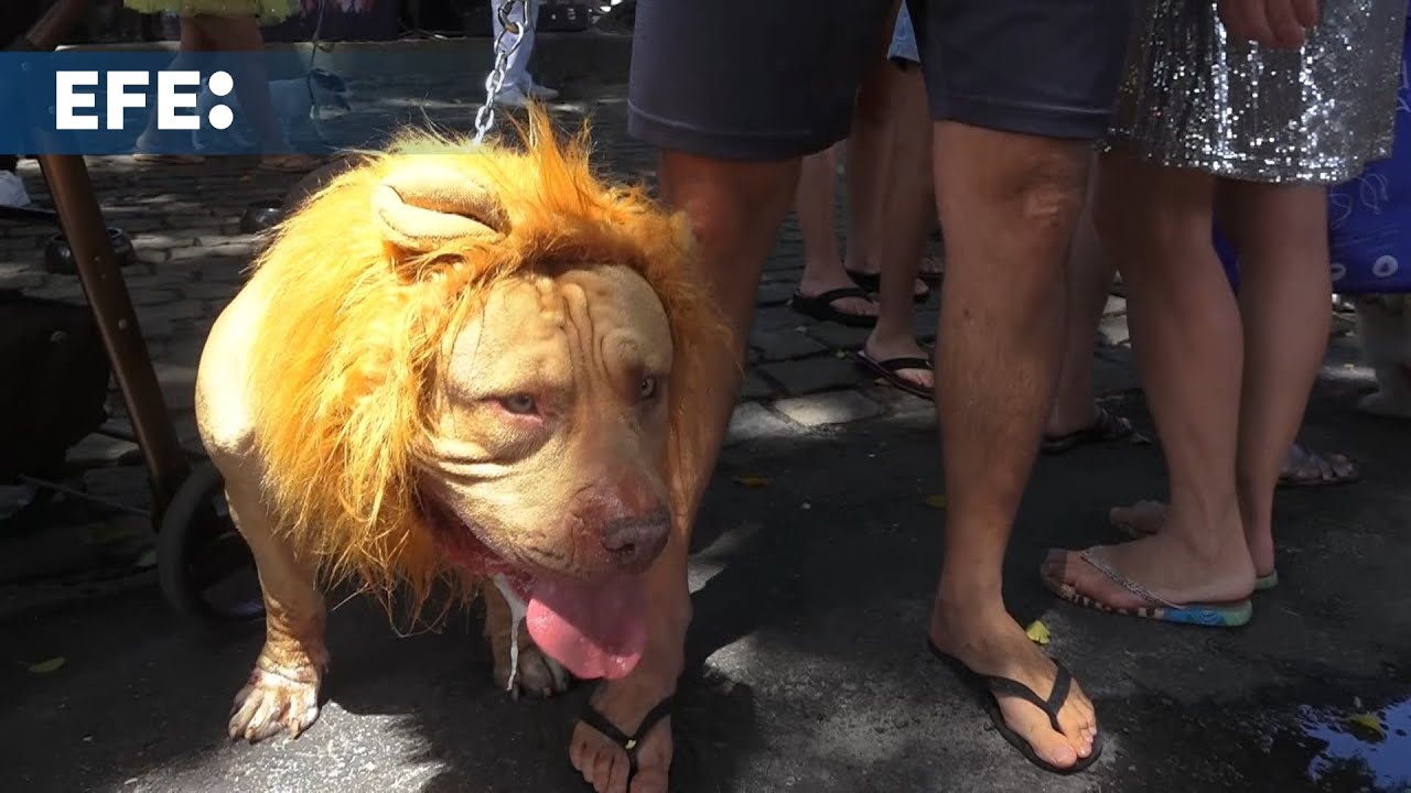 Lentejuelas, samba y ladridos: los perros se adueñan del ‘Blocão do Totó’ en Río