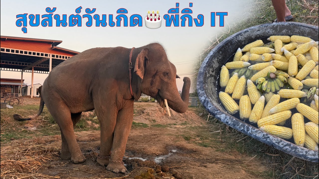 สุขสันต์วันเกิด🎂พี่กิ่งit