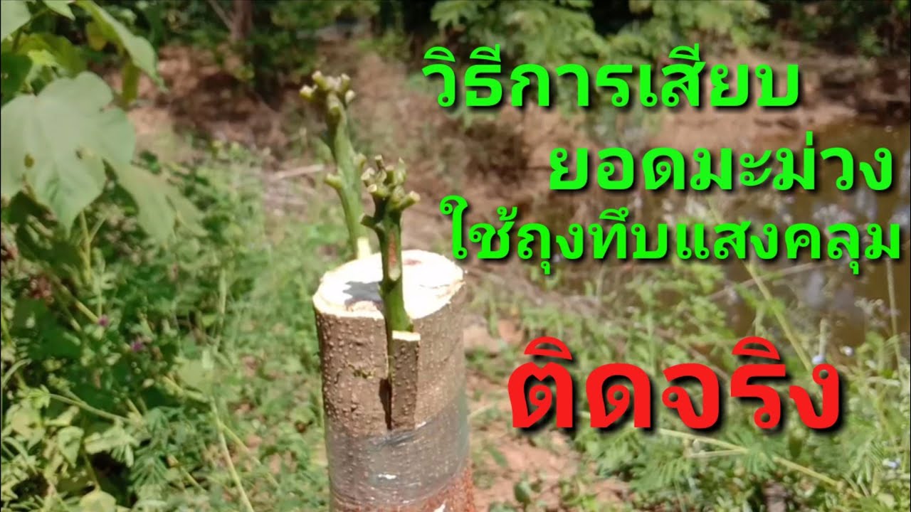วิธีเสียบยอดมะม่วงน้ำดอกไม้สีทอง,มีหลายเทคนิคและได้ผลจริงติดจริง,Ep.2