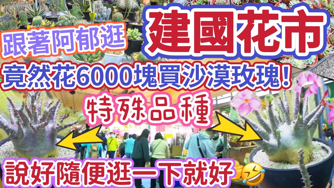 ［跟著阿郁逛］臺北建國花市買特殊品種沙漠玫瑰