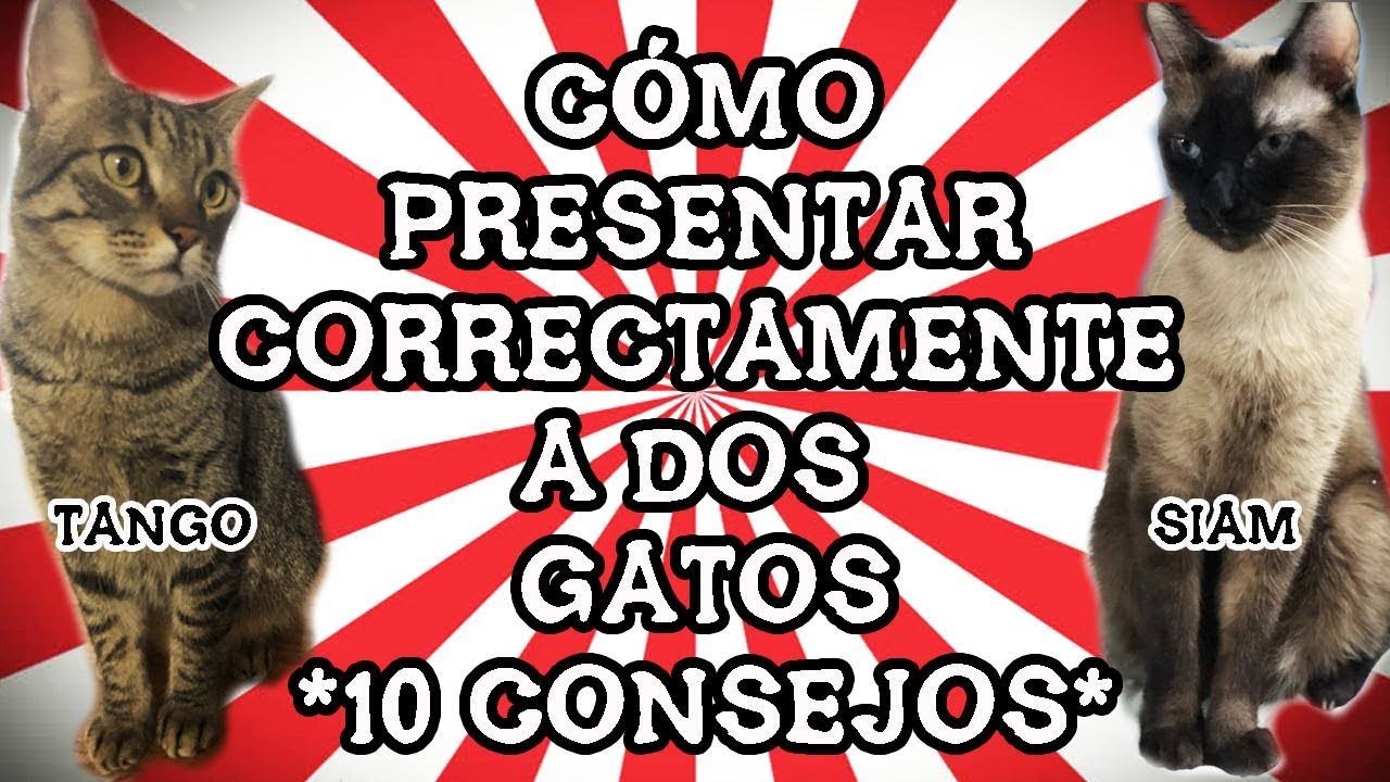 Cómo Presentar Correctamente a Dos Gatos (10 Consejos Reales Basados En Nuestra Propia Experiencia)