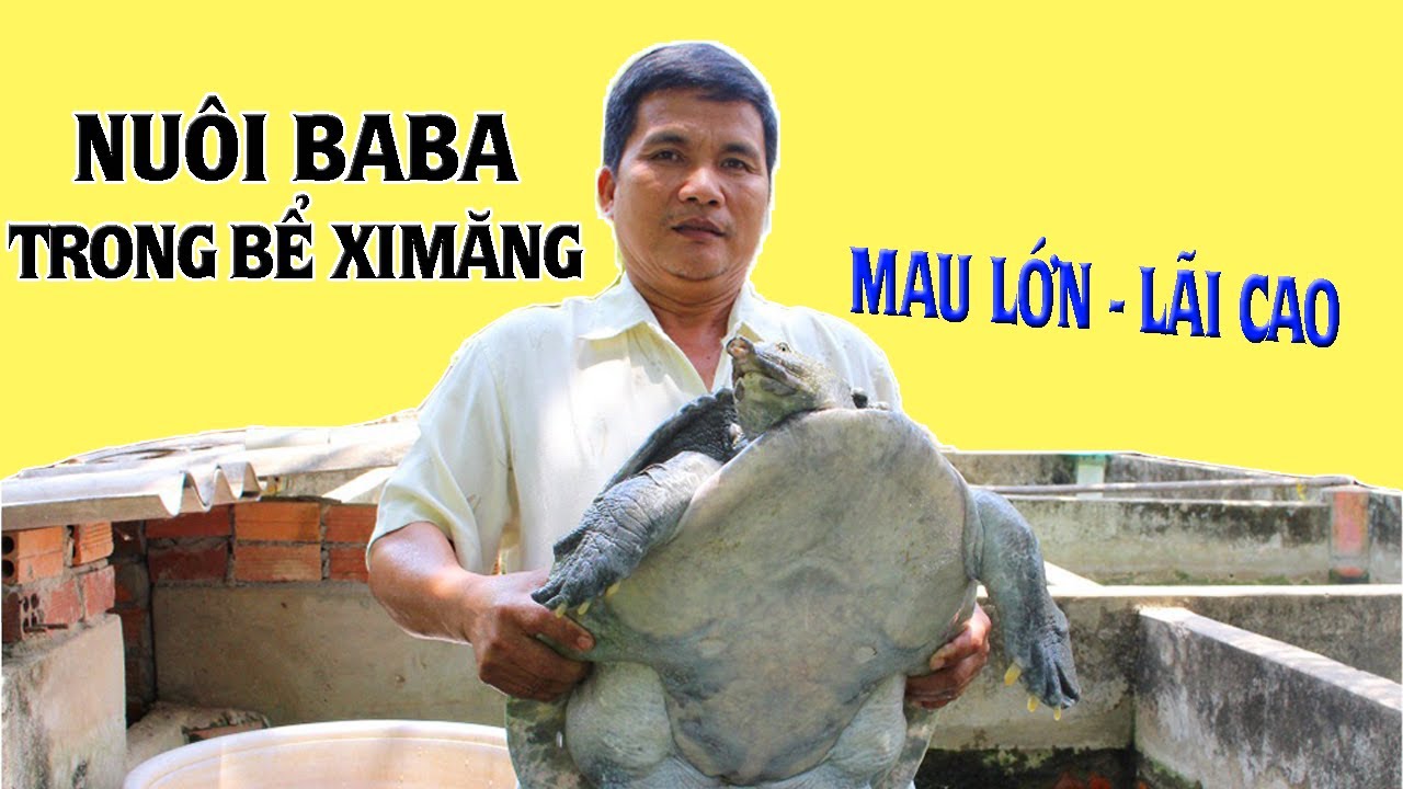 Kinh Nghiệm Nuôi BaBa Trong Bể Xi Măng Kĩ Thuật Nuôi Ba Ba Mau Lớn Lãi Cao