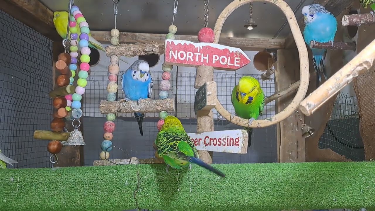 “When your pet is funnier than your friends 😂🦜”